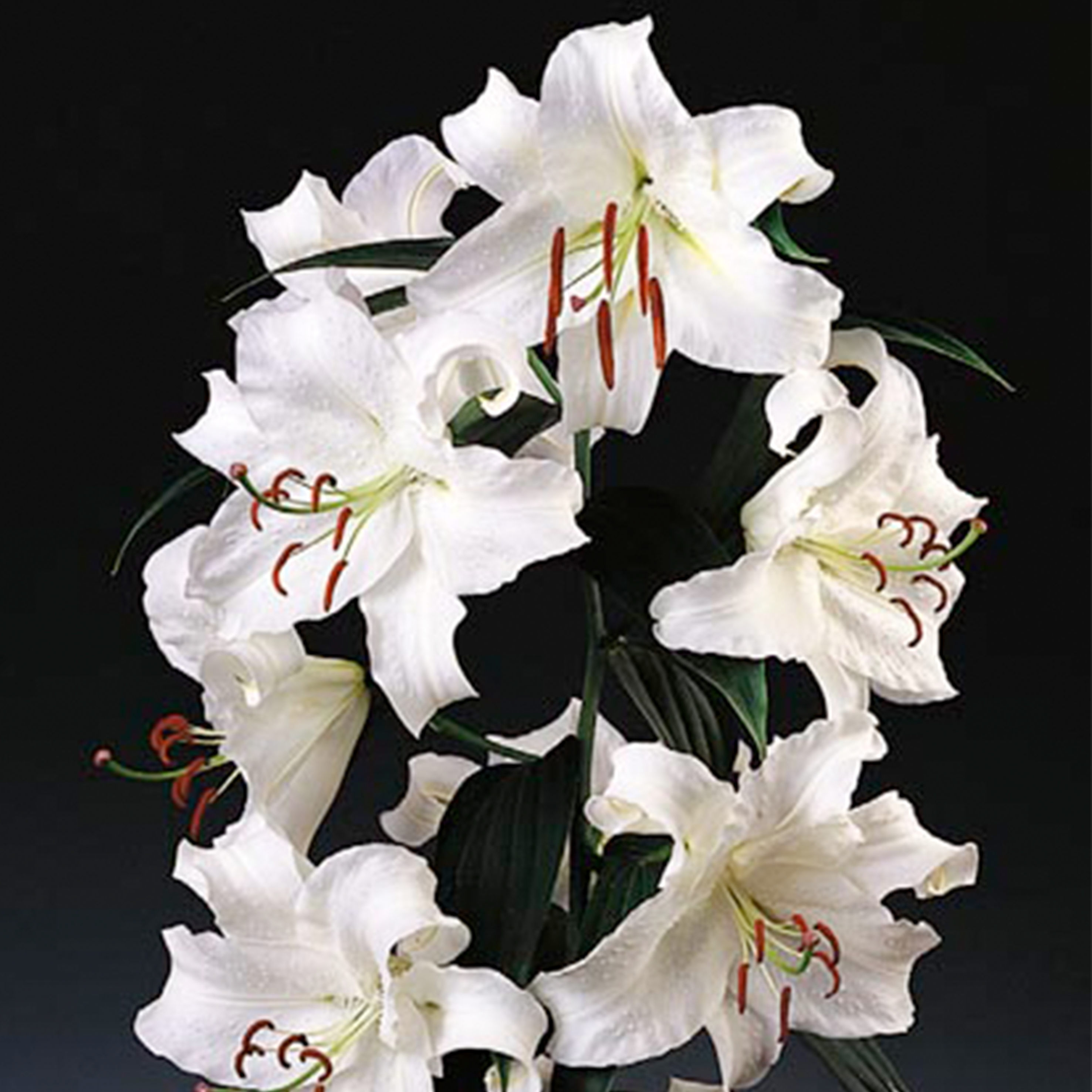 Casablanca Lily