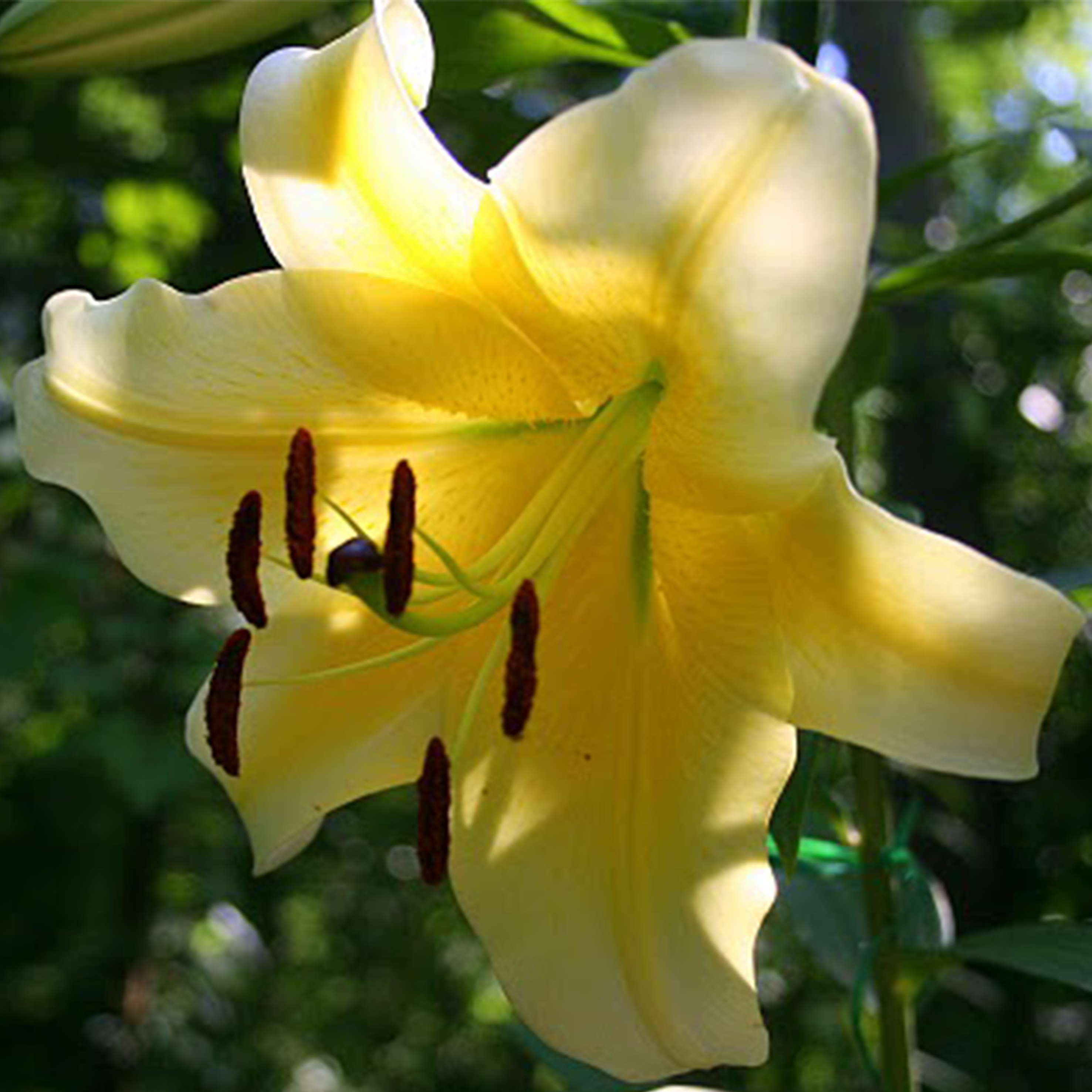 Concor D'or Lily