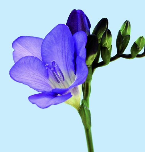 Delta River Freesia