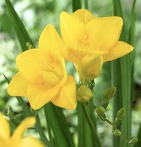 Gold River Freesia