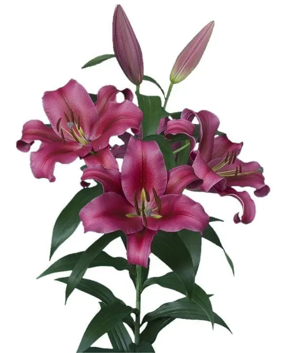 Palazzo Lily