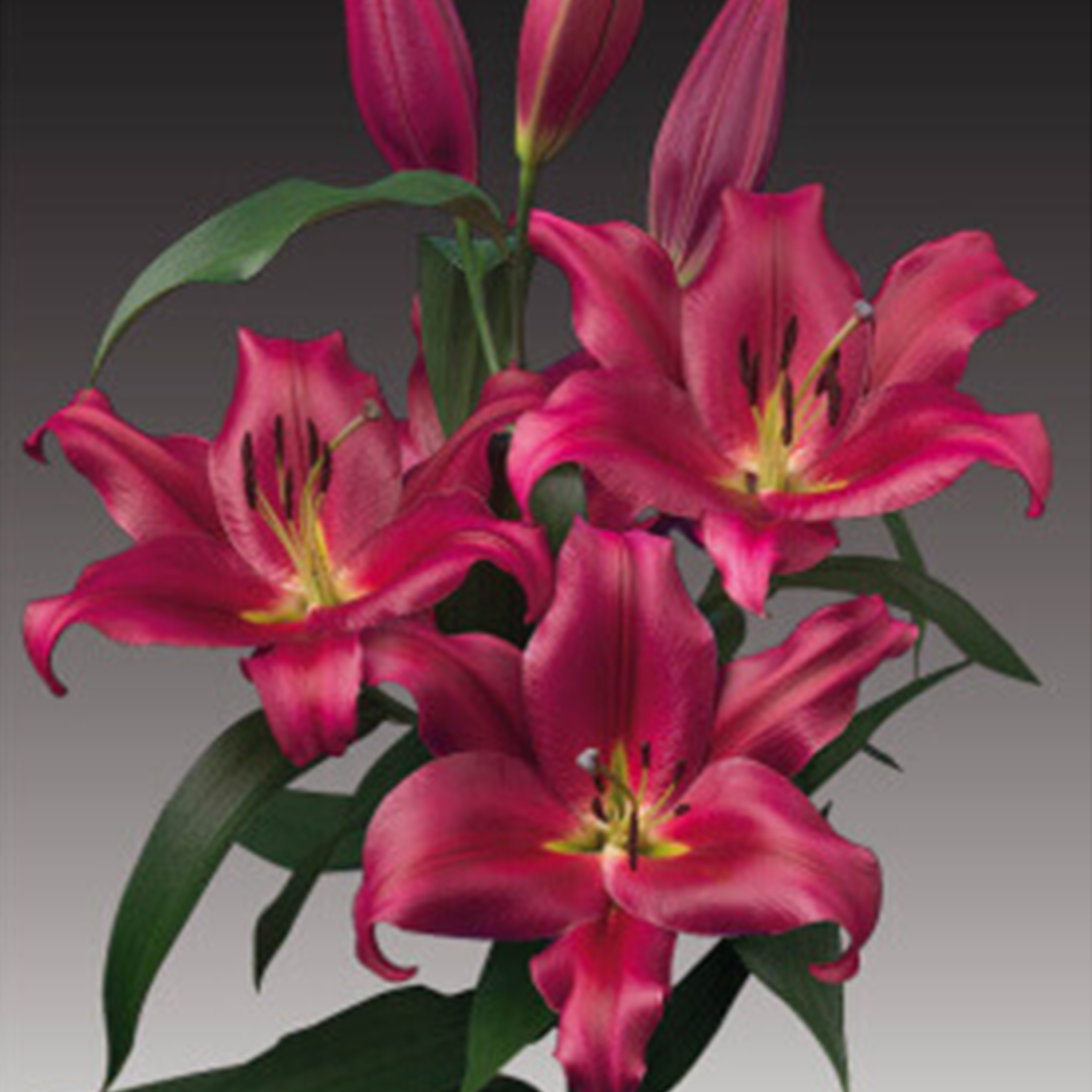 Redford Lily