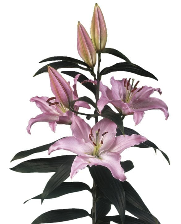 Sheila Lily