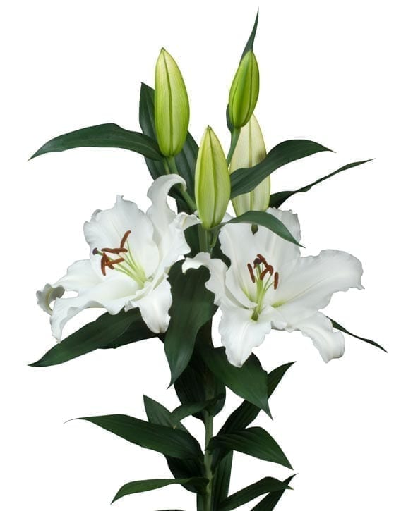 Signum Lily