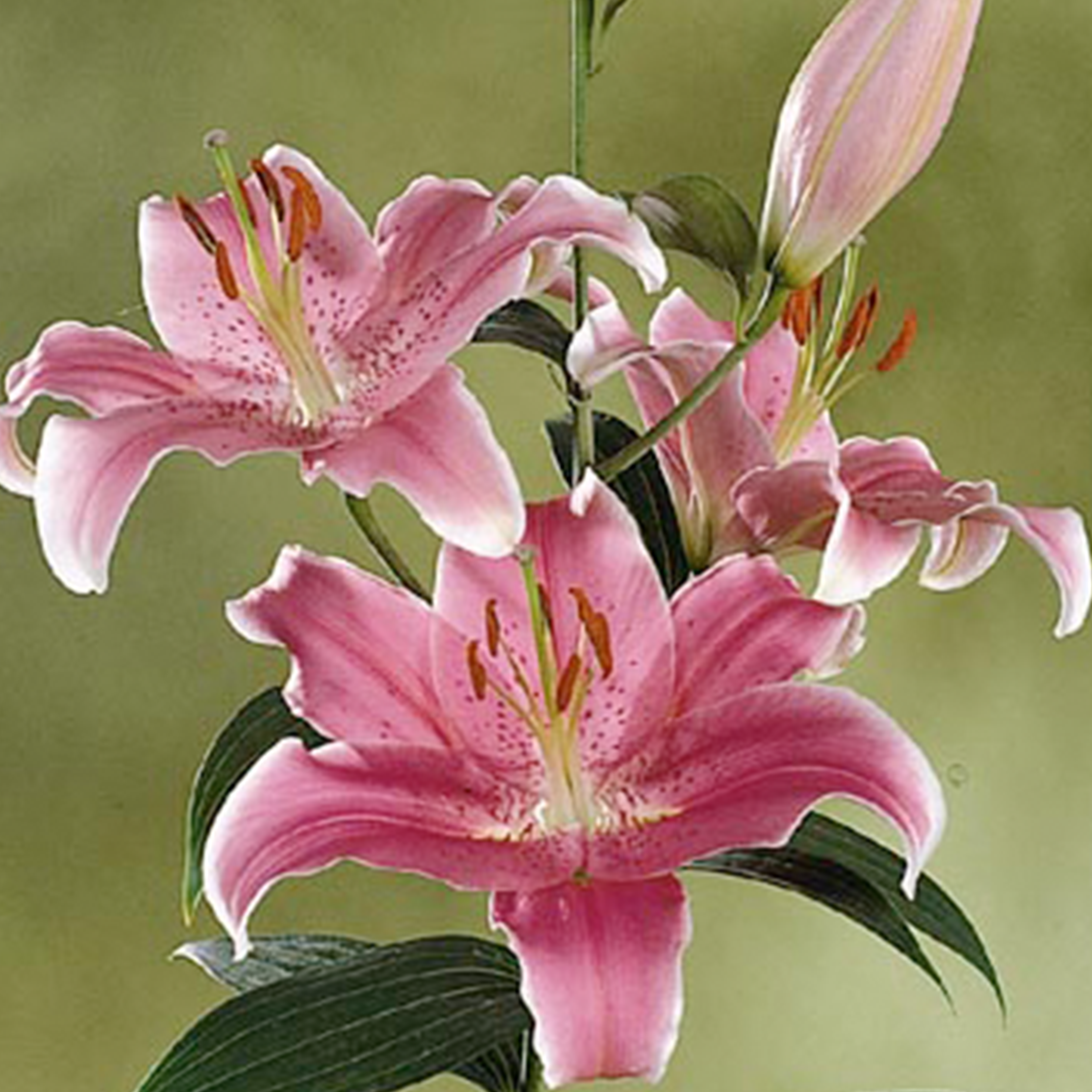 Sorbonne Lily