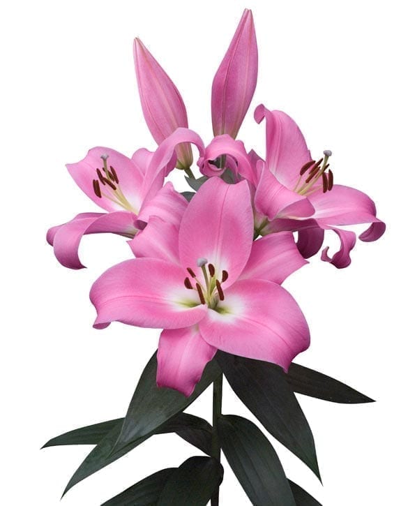 Tabledance Lily