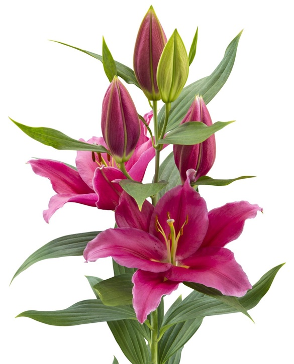 Toba Lily