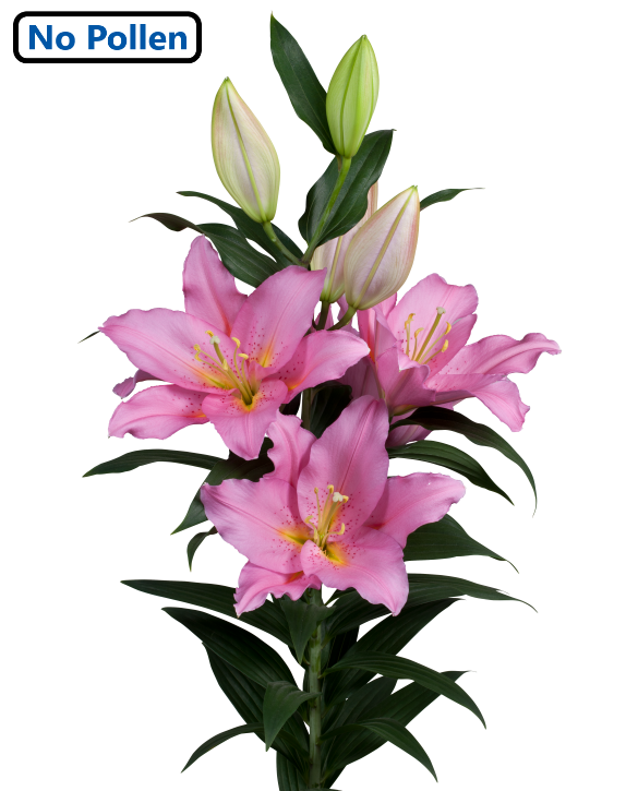 Vendome Lily
