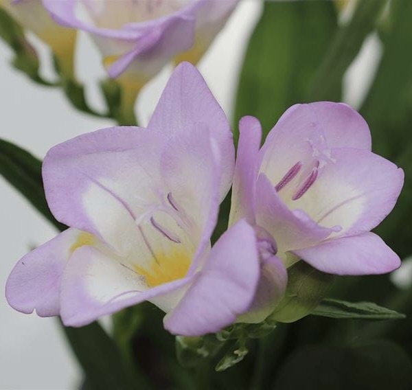 Verona Freesia