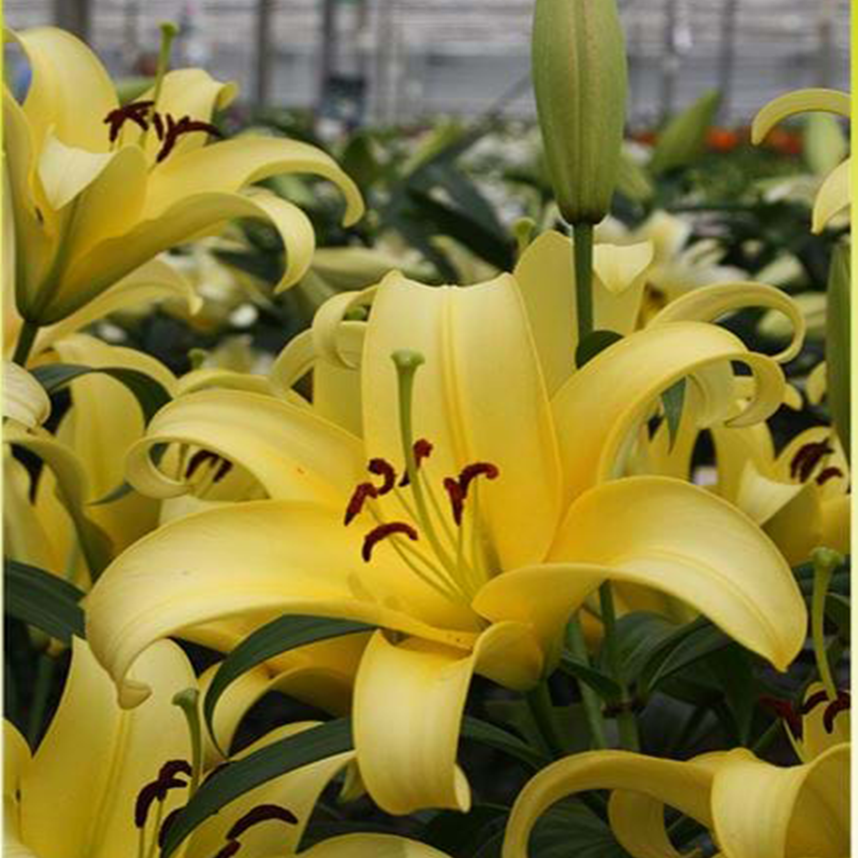 Yellow Strike Lily